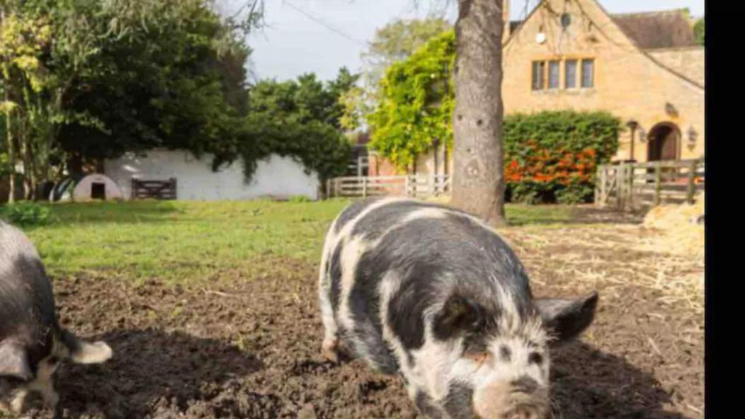 Piglet Cottage Pebworth Kültér fotó